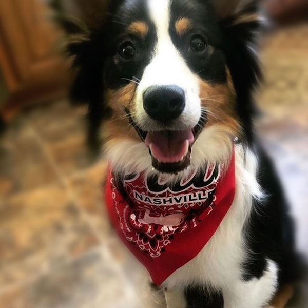 Y’all Logo Dog Bandana - Red